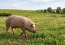 Disznótoros hétvégék Mezőkövesden – hagyományos ízekkel és gyógyvizes pihenéssel Disznótoros hétvégék Mezőkövesden – hagyományos ízekkel és gyógyvizes pihenéssel
