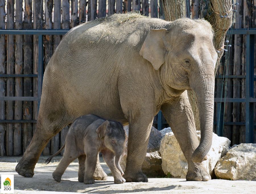 elefánt - állatkert Budapest
