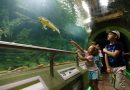 Nyári élmények a Tisza-tavi Ökocentrumban